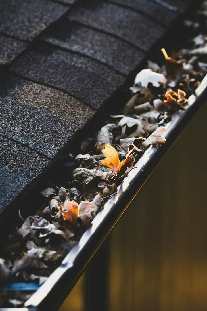 Roof gutter packed full of fallen leaves