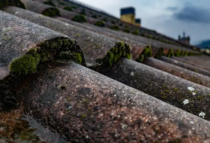 Thick moss growing across old roof tiles